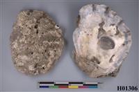 藏品(牡蠣)的圖片